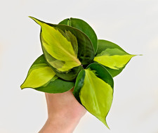 Philodendron brasil pothos for sale  MARKET HARBOROUGH