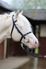 Libby exmoor training for sale  LITTLEHAMPTON