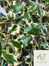 Ilex aquifolium argentea for sale  HEREFORD
