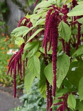 Amaranth love lies for sale  Deltona