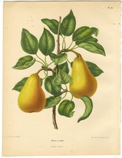 Impresión antigua-ESPECIES DE PERA-BELLE D'AOUT-PL 19-Severeyns-Wendel-1879 segunda mano  Embacar hacia Mexico