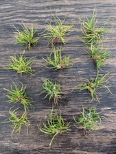 Airplant tillandsia bulbosa for sale  Paducah
