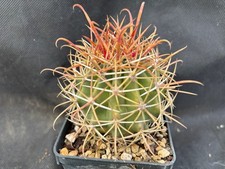 piante grasse succulente usato piante grasse succulente usato Massafra