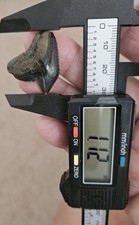 Tiger shark tooth for sale  Carolina Beach