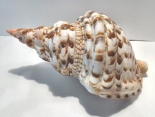Large charnonia tritonis for sale  Wilmerding