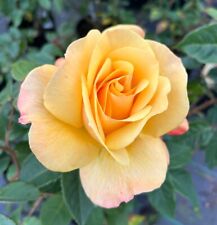 Dearest geoffrey yellow for sale  SPALDING