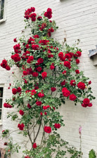 Dried garden rose for sale  WESTBURY