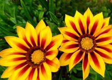 Semi gazania rigens usato  Pulsano