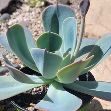 Echeveria blue sky for sale  Fresno