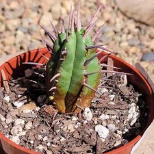 Euphorbia horrida for sale  Fresno