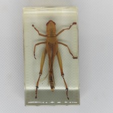 Field grasshopper real for sale  EASTLEIGH