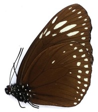 Euploea gamelia female d'occasion  Expédié en Belgium