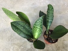 Dracaena sansevieria masoniana for sale  Boynton Beach