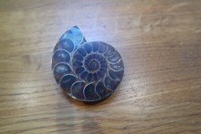 Polished ammonite 5cm for sale  BROADSTONE