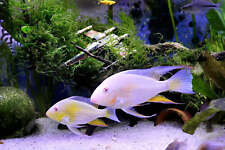 Albino threadfin acara for sale  BRIERLEY HILL