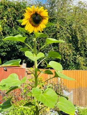 Russian giant sunflower for sale  BEDFORD
