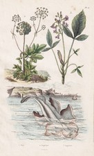 Angelica Medicina Angelica Botánica Grabado En Acero Guerin-Meneville 1833 comprar usado Angelica Medicina Angelica Botánica Grabado En Acero Guerin-Meneville 1833 comprar usado  Enviando para Brazil