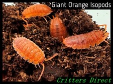 Giant orange isopods for sale  New Bern
