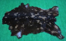 Goat western taxidermy for sale  Taylor