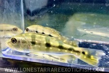 Pinima peacock bass for sale  Livingston