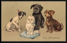 Aristokrat dackel hunde gebraucht kaufen  Berlin