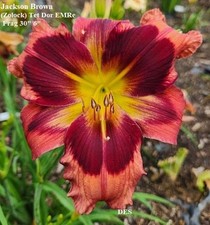 Daylily jackson brown for sale  Mount Pleasant