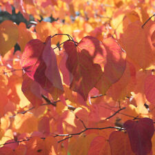 Ornamental garden tree for sale  PETERBOROUGH