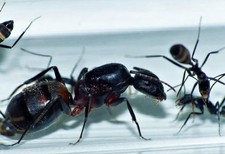 Fourmis camponotus cruentatus d'occasion  Montpellier-