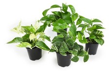 Live pothos plants for sale  Laurel