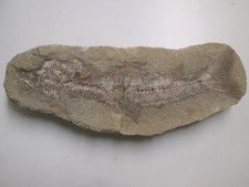 Fossiler fisch versteinerung gebraucht kaufen  Köln