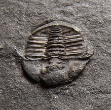 British ordovician trinucleid for sale  TELFORD