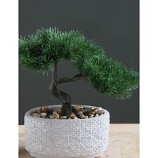 26cm bonsai tree for sale  KIRKCALDY