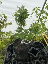 Acer palmatum mikawa for sale  Hendersonville