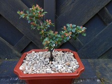 Starter bonsai cotoneaster for sale  CANNOCK