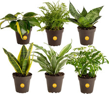 Live house plants for sale  Clinton