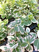 Euonymus emerald gaiety for sale  PRESTON