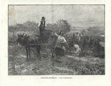 Stampa antica vendemmia usato  Lecco
