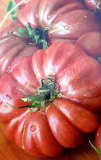Usado, Tomate azteca  purple calabash  variedad muy antigua 20 semillas - seeds huerto  comprar usado  Enviando para Brazil