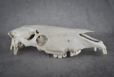 Horse skull pathological for sale  Castle Rock