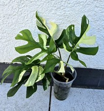 Schöne rhaphidophora tetraspe gebraucht kaufen  Obertshausen