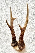 Roe buck deer for sale  PETWORTH