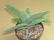 Cactus succulent crassula for sale  NOTTINGHAM