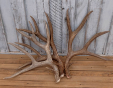 Set mule deer for sale  Dubois