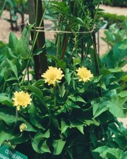 Cephalaria gigantea riesen gebraucht kaufen  Westerstede