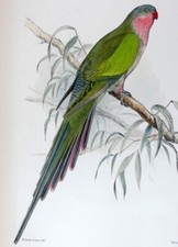 1899 j.f. keulemans usato  Urbino