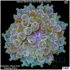rose bubble tip anemone for sale rose bubble tip anemone for sale USA
