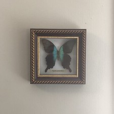 Framed papilio peranthus for sale  Saint Petersburg