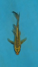 koi carp for sale koi carp for sale Estill