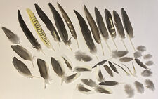 42x parrot bird for sale  ROCHESTER
