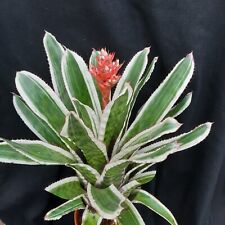 Bromelie aechmea rlandiana gebraucht kaufen  Lichtentanne